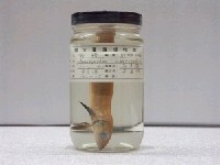 藏品(鼠鱚)的圖片